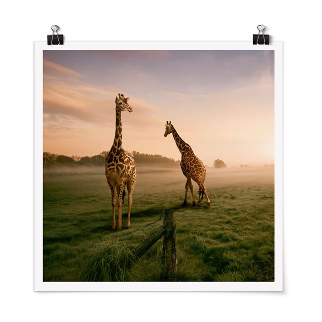 Tierposter Surreal Giraffes