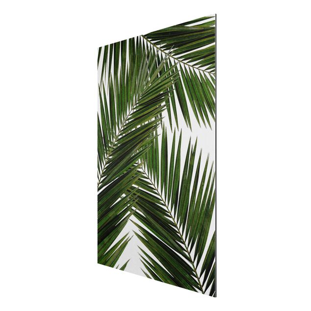 Alu-Dibond - Blick durch grüne Palmenblätter - Querformat