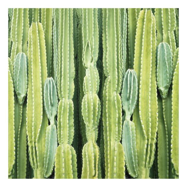 Glas Spritzschutz - Kaktus Wand - Quadrat - 1:1