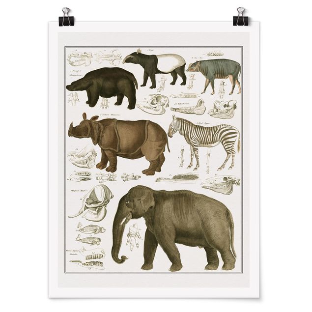 Landschaft Poster kaufen Vintage Lehrtafel Elefant, Zebra und Nashorn