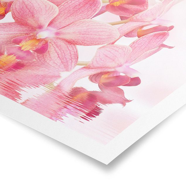 Poster - Rosa Orchideen auf Wasser - Querformat 2:3