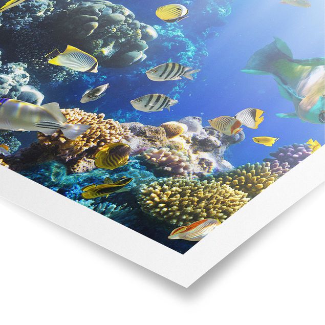 schöne Bilder Underwater Reef