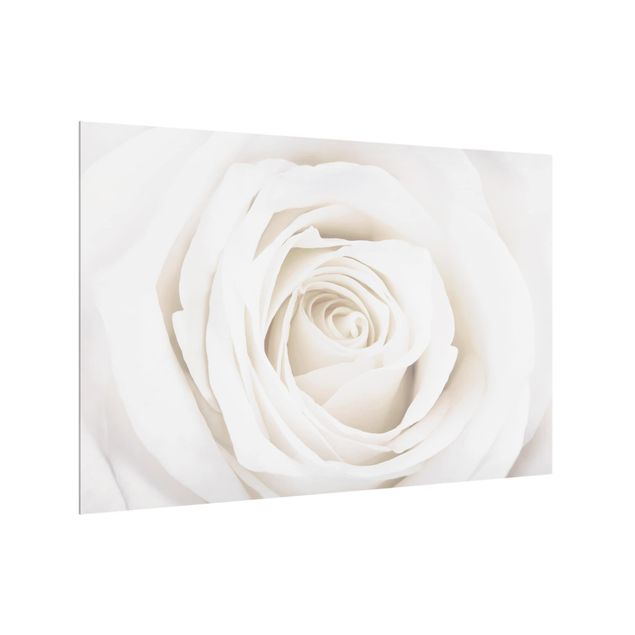 Spritzschutz Küche Pretty White Rose