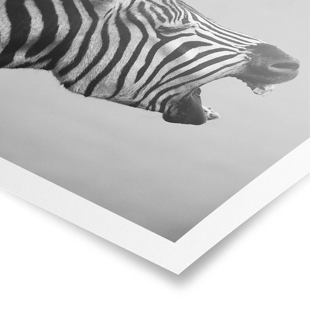 Poster - Brüllendes Zebra II - Querformat 2:3