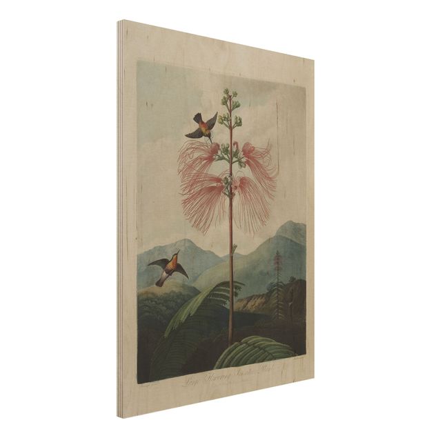 Holzbilder Blumen Botanik Vintage Illustration Blüte und Kolibri