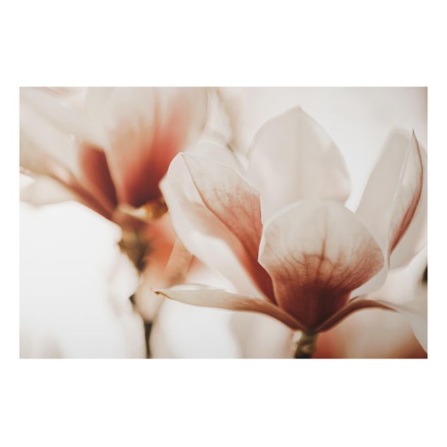 Alu-Dibond - Zarte Magnolienblüten im Lichtspiel - Hochformat
