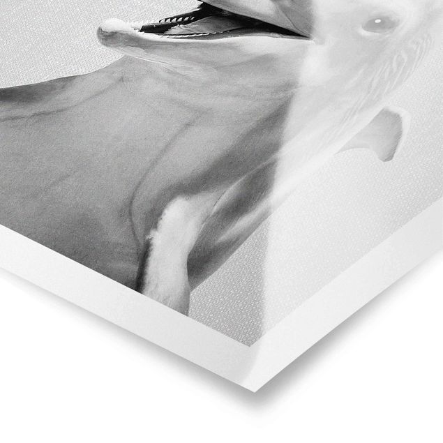 Poster bestellen Delfin Diddi Schwarz Weiß