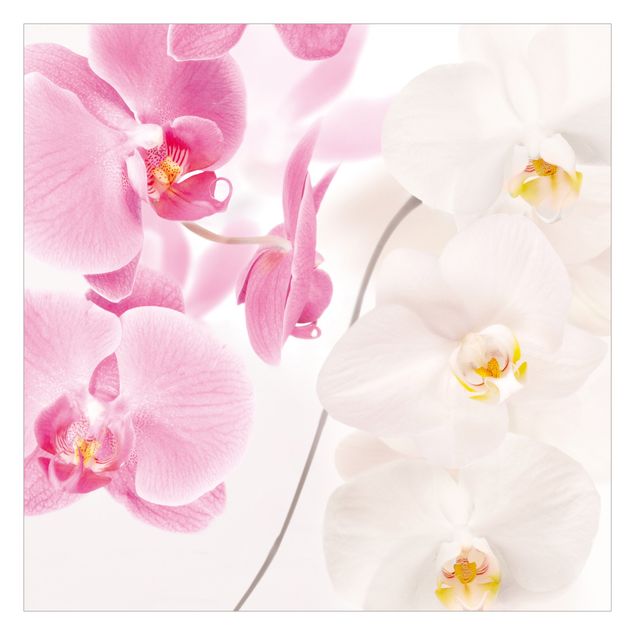 Fototapete - Delicate Orchids