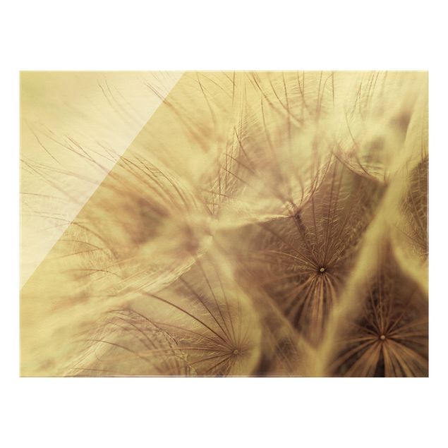 Glasbild - Detailreiche Pusteblumen Makroaufnahme mit Vintage Blur Effekt - Querformat 4:3