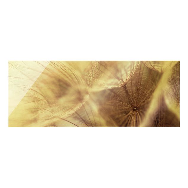 Glasbild - Detailreiche Pusteblumen Makroaufnahme mit Vintage Blur Effekt - Panorama Quer - Blumenbild Glas