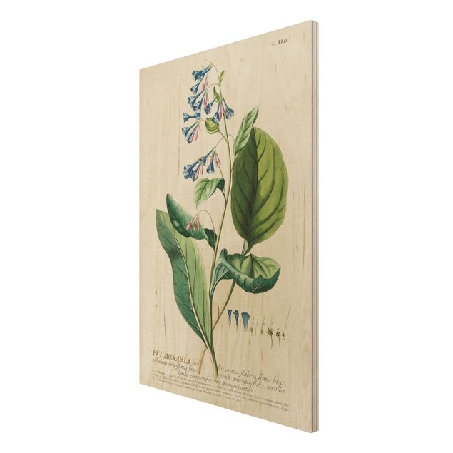 Holzbilder Vintage Botanik Illustration Lungenkraut