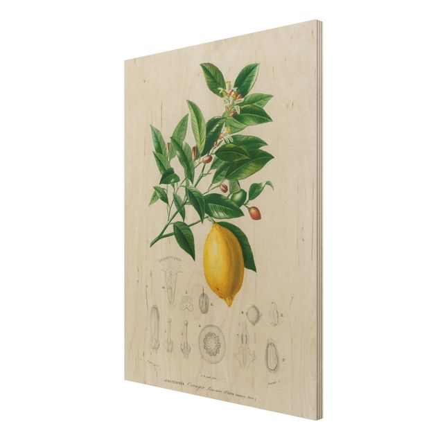 Wandbild Holz Botanik Vintage Illustration Zitrone