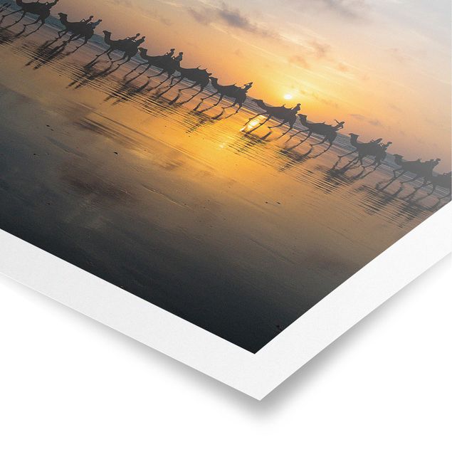 Poster - Kamele im Sonnenuntergang - Quadrat 1:1
