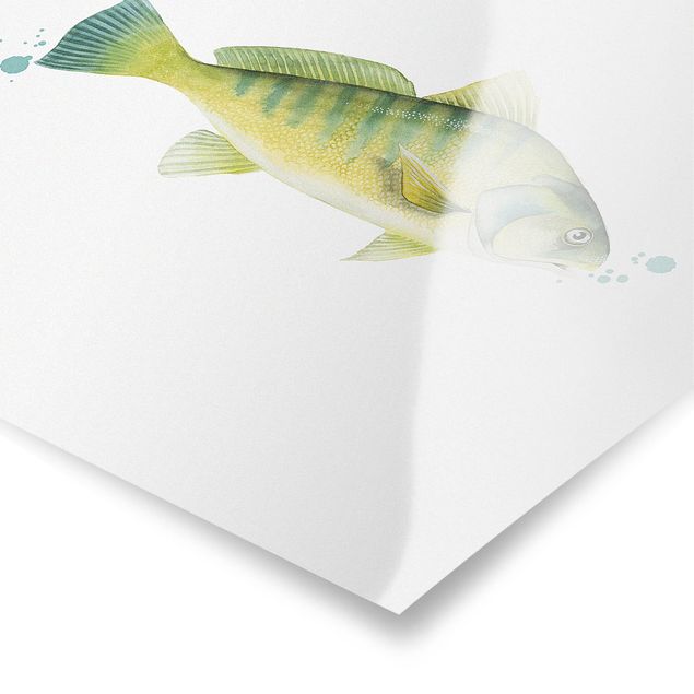 Poster - Farbfang - Flussbarsch - Quadrat 1:1