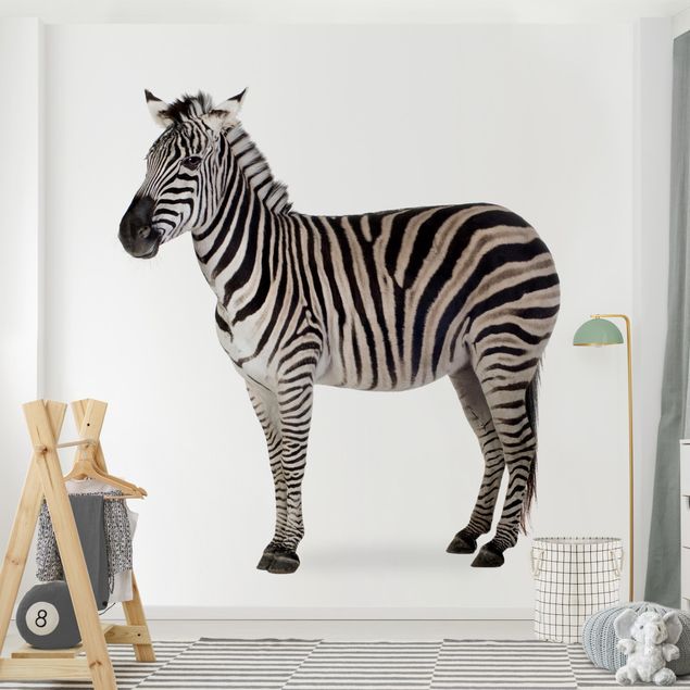 Fototapete - Dickes Zebra