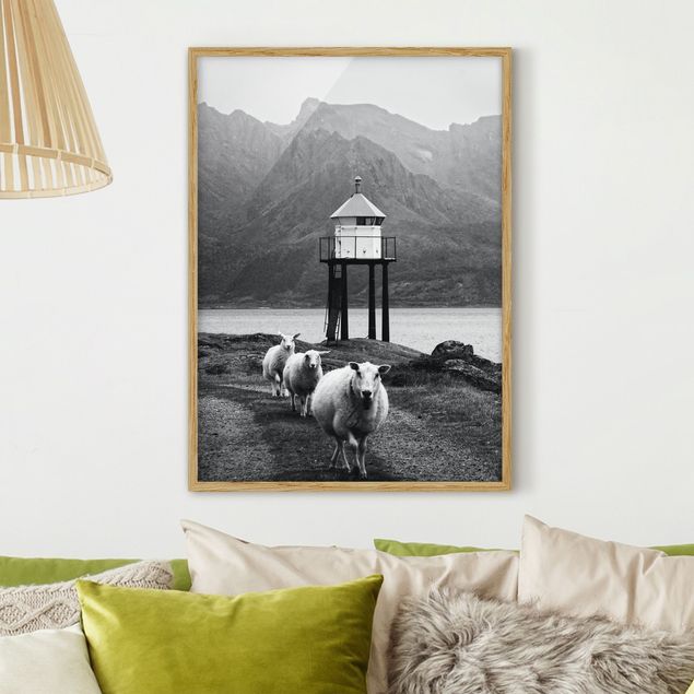 Moderne Bilder mit Rahmen Drei Schafe auf den Lofoten