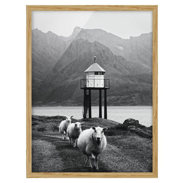 Wandbilder mit Rahmen Drei Schafe auf den Lofoten