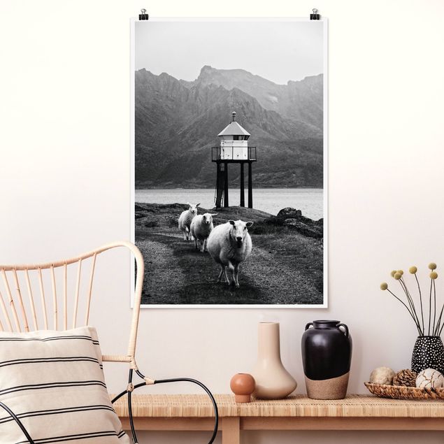 XXL Poster Drei Schafe auf den Lofoten