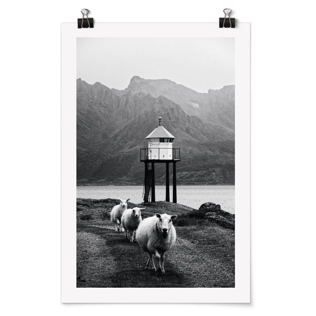 Bilder Drei Schafe auf den Lofoten