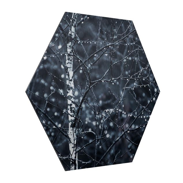 Hexagon Bild Alu-Dibond - Dunkle Birke im kalten Regen