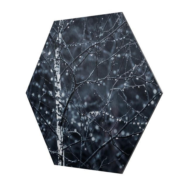 Hexagon Bild Alu-Dibond - Dunkle Birke im kalten Regen