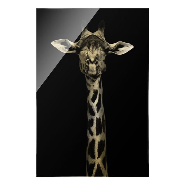 Bilder auf Glas Dunkles Giraffen Portrait