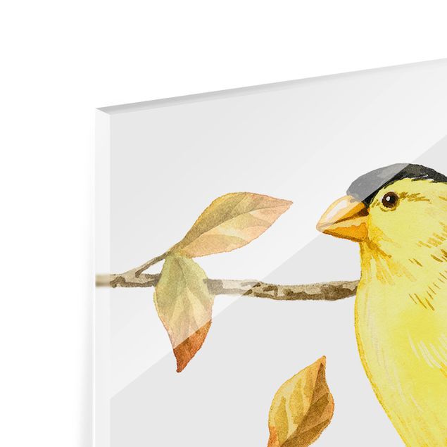Glas Spritzschutz - Vögel und Beeren - Goldzeisig - Quadrat - 1:1