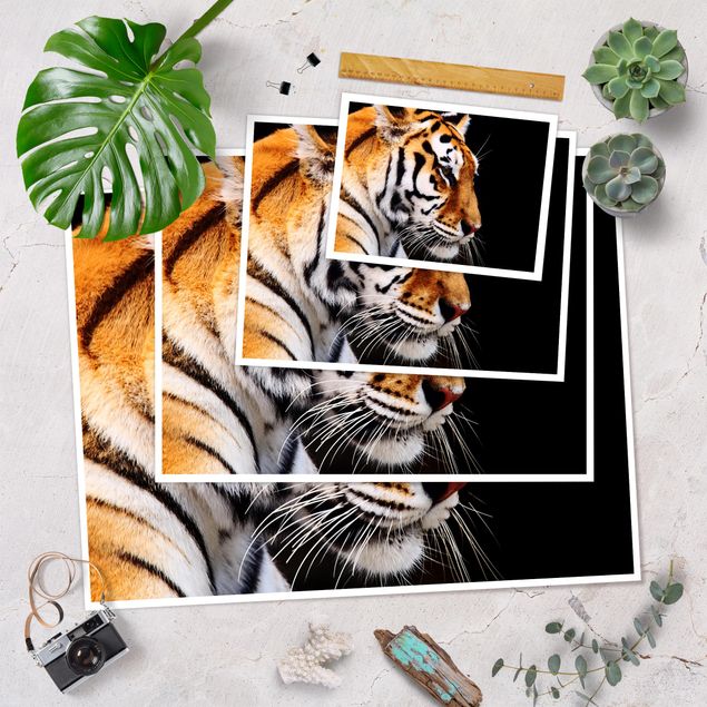 Poster - Tiger Schönheit - Querformat 3:4