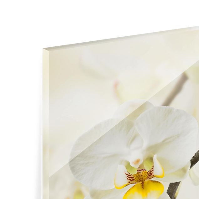 Spritzschutz Glas - Orchideen Zweig - Panorama - 5:2
