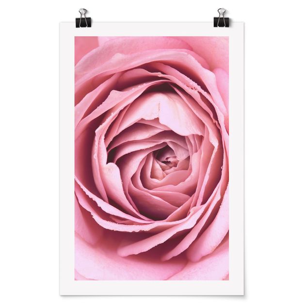 Wandbilder Rosa Rosenblüte