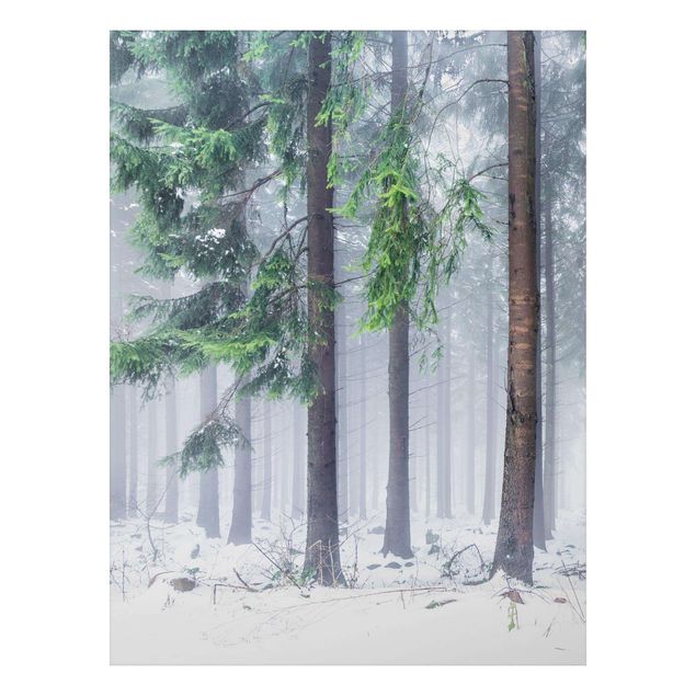 Alu-Dibond - Nadelbäume im Winter - Querformat