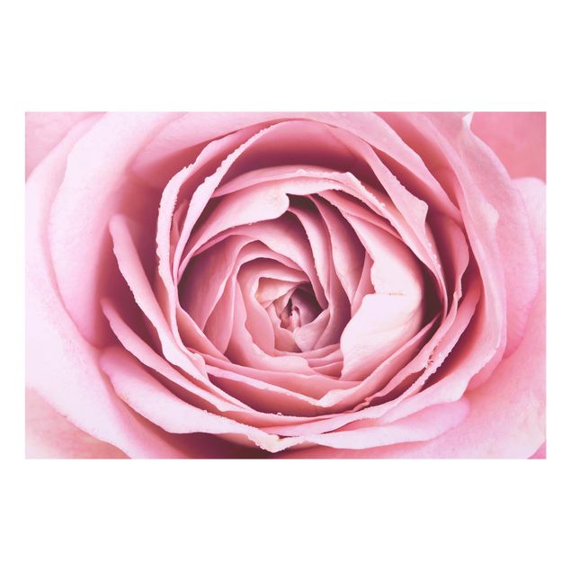 Spritzschutz Glas - Rosa Rosenblüte - Querformat - 3:2