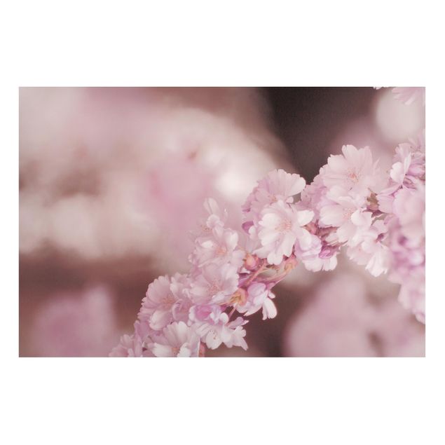 Magnettafel - Kirschblüte im Violetten Licht - Hochformat 3:2
