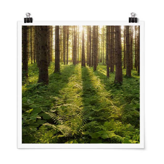 Wald Poster Sonnenstrahlen in grünem Wald