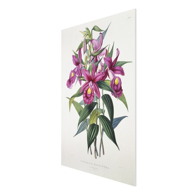 Forex Fine Art Print - Maxim Gauci - Orchidee I - Hochformat 3:2
