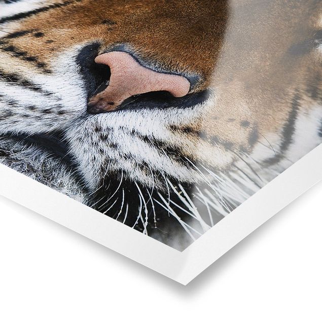 Poster bestellen Tiger Eyes