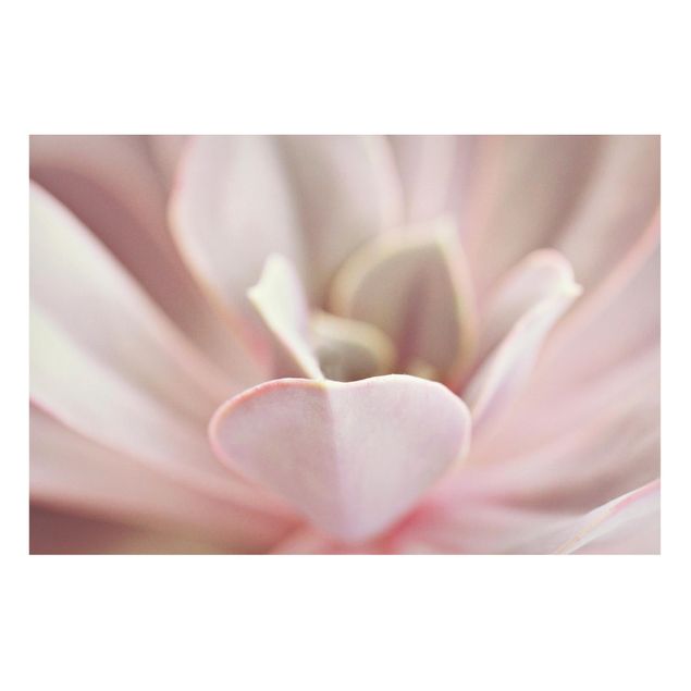 Magnettafel - Rosane Sukkulentenblüte - Hochformat 3:2