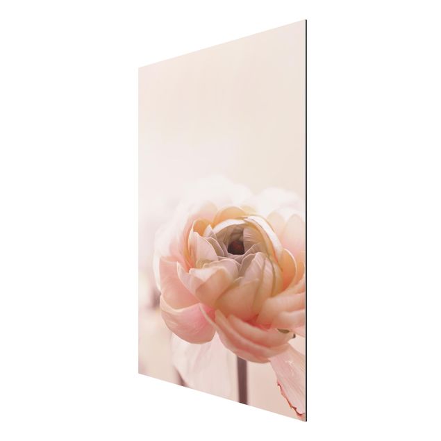 Alu-Dibond - Rosa Blüte im Fokus - Querformat