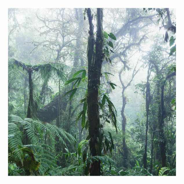 Küchenspritzschutz Monteverde Nebelwald