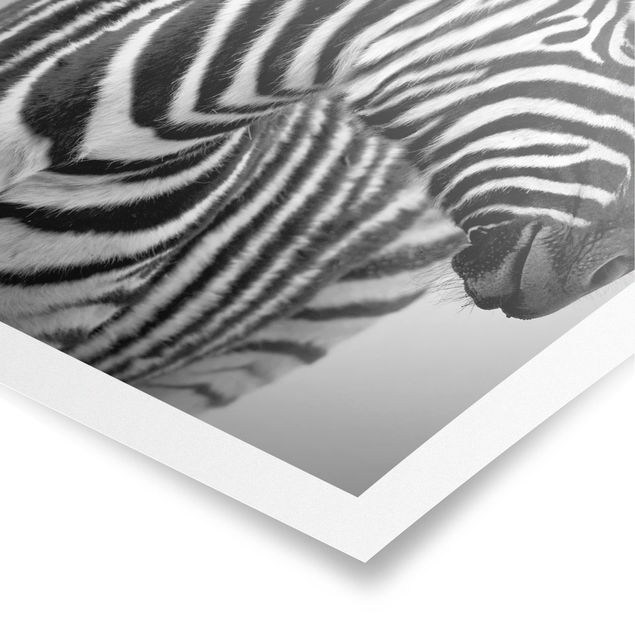 Poster kaufen Zebra Baby Portrait II