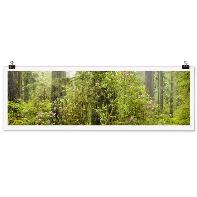 Poster - Del Norte Coast Redwoods State Park Kalifornien - Panorama Querformat