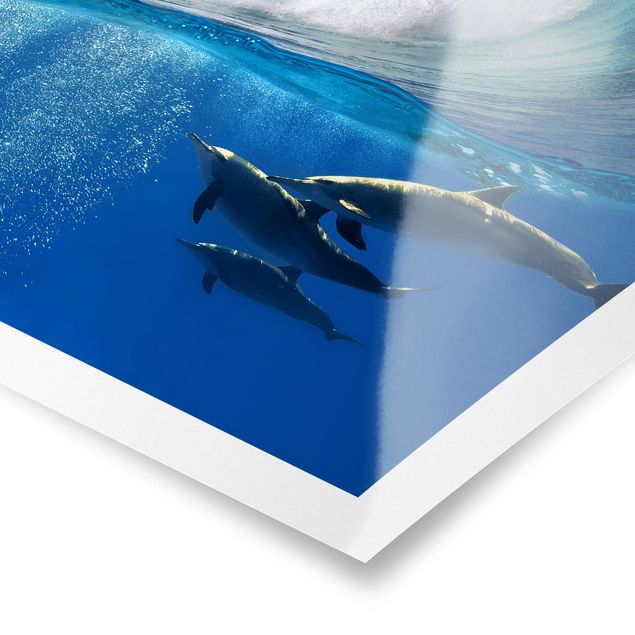 Poster kaufen Playing Dolphins