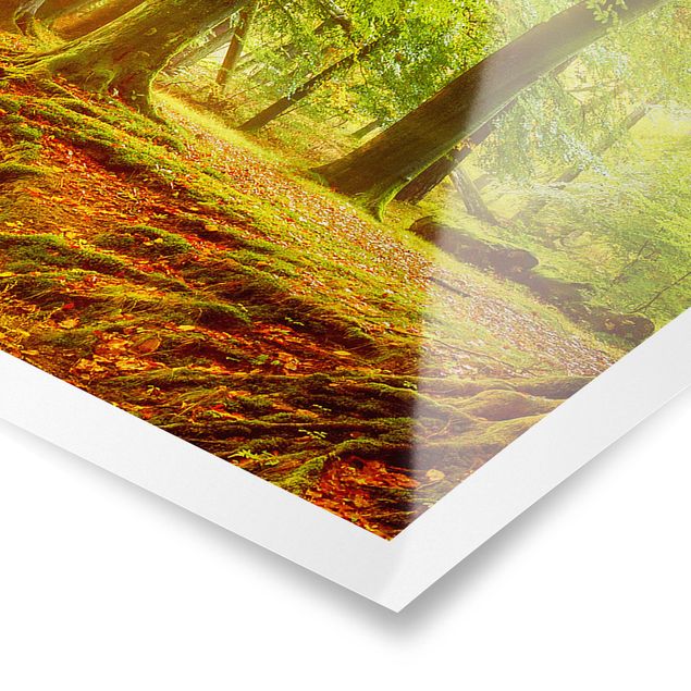 Poster - Herbstwald - Panorama Querformat