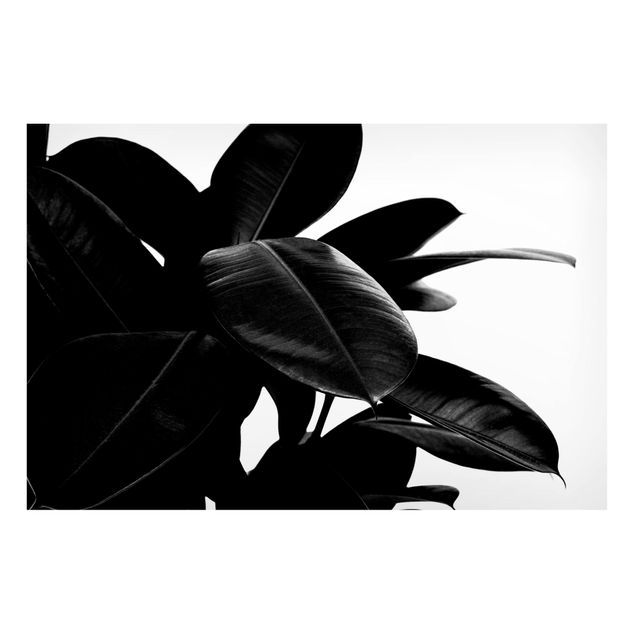 Magnettafel - Gummibaum Blätter Schwarz Weiß - Hochformat 3:2