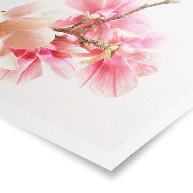 Poster Magnolienblüten