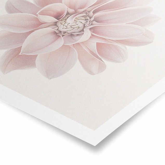 Poster Dahlie Blume Pastell Weiß Rosa