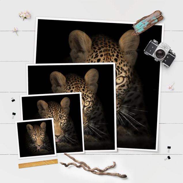 Poster - Resting Leopard - Quadrat 1:1