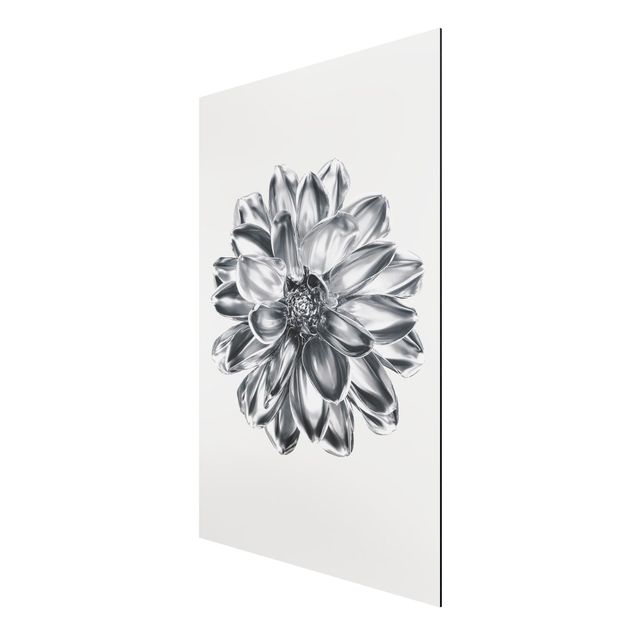 Alu-Dibond - Dahlie Blume Silber Metallic - Querformat