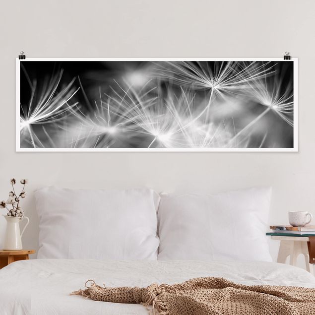 Poster - Bewegte Pusteblumen Nahaufnahme auf schwarzem Hintergrund - Panorama Querformat