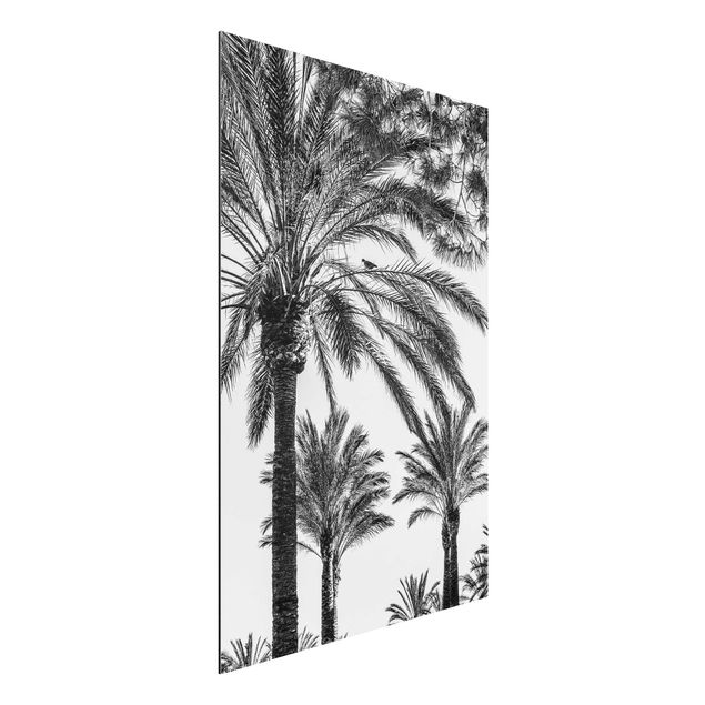 Wandbilder Palmen im Sonnenuntergang Schwarz-Weiß